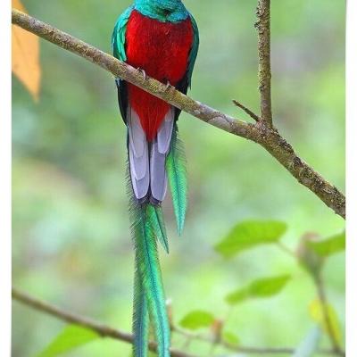 El Mantra JAO RI es la clave para mandar al Quetzal