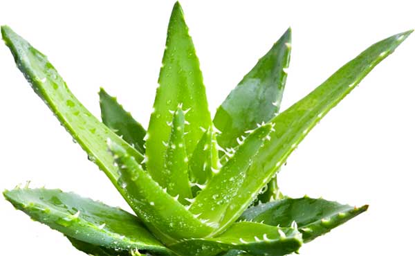 Aloe vera1