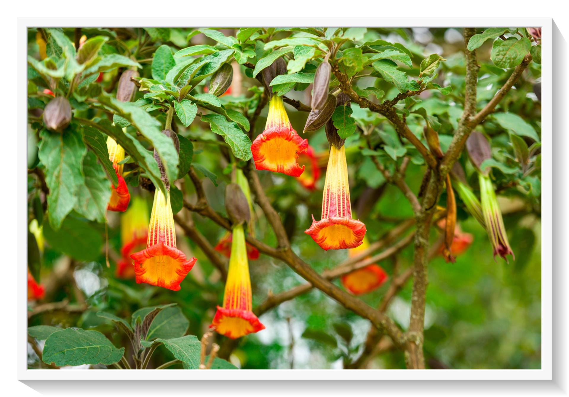 Arbol borrachero