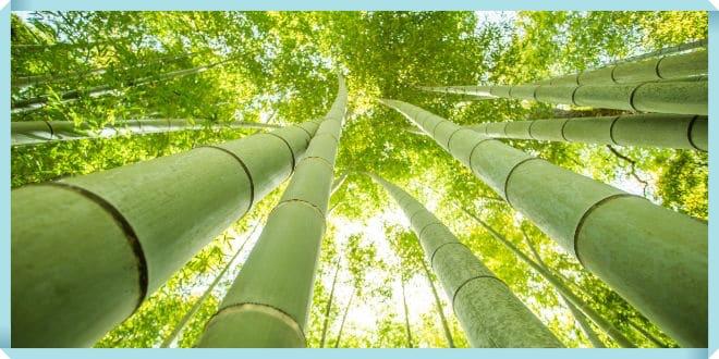 Bambu