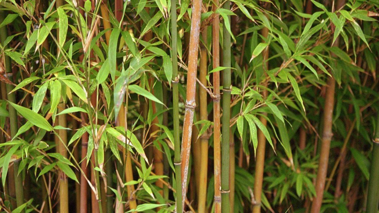 Can a de bambu