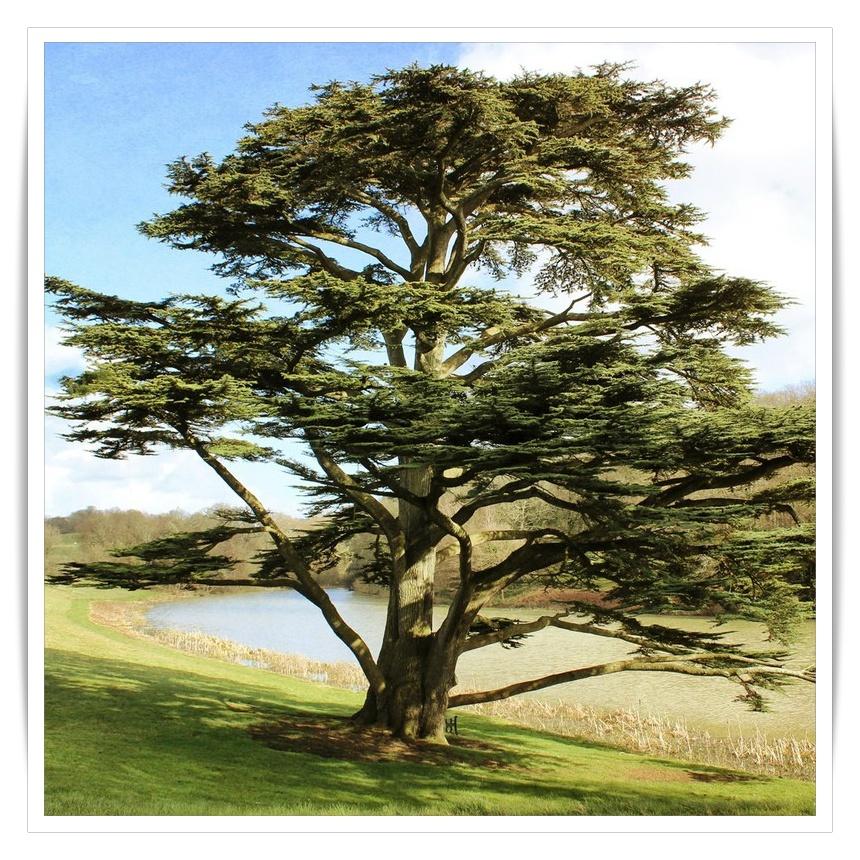 El cedro