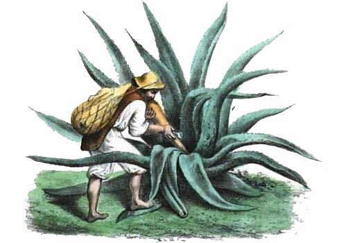 Fique maguey