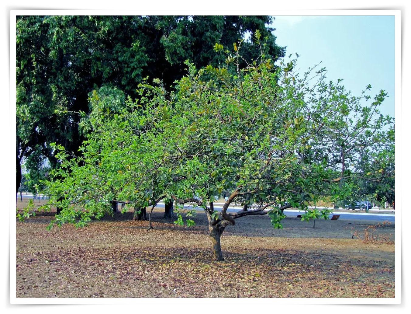 Guayabo