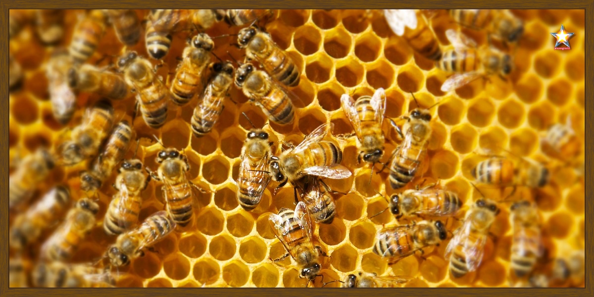 Panal abejas