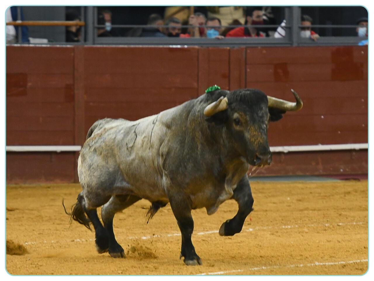 Tauromaquia